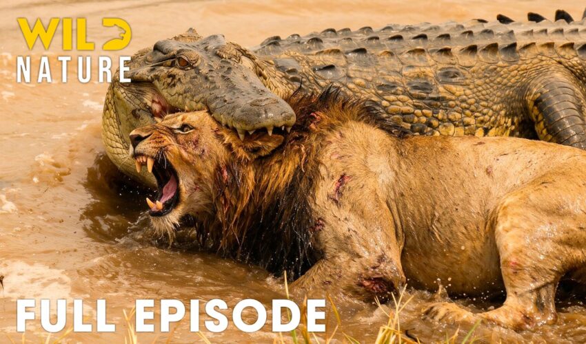 The Most Dangerous and Ruthless Predators of Africa I FULL EPISODE | Wildlife Documentary