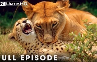 The Most Dangerous Lions of the African Savannah | FULL EPISODE | Wildlife Documentary