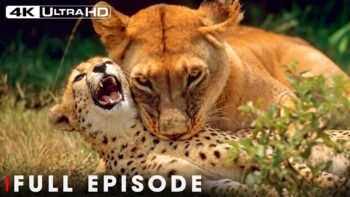The Most Dangerous Lions of the African Savannah | FULL EPISODE | Wildlife Documentary