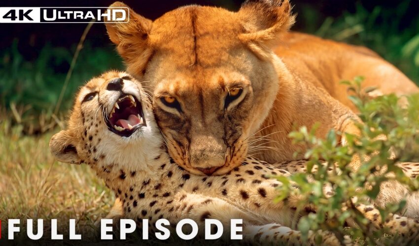 The Most Dangerous Lions of the African Savannah | FULL EPISODE | Wildlife Documentary