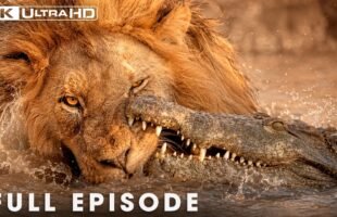 The Most Dangerous Predators of the African Wild | FULL EPISODE | Wildlife Documentary