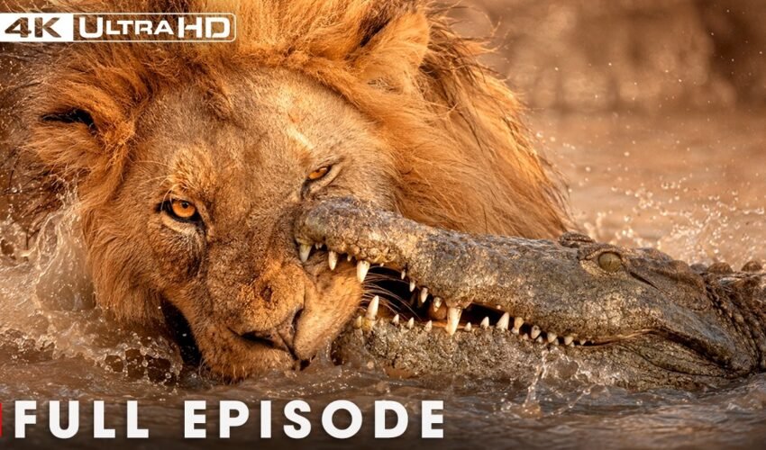 The Most Dangerous Predators of the African Wild | FULL EPISODE | Wildlife Documentary