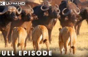 The Most Dangerous Prey in Africa | FULL EPISODE | Wildlife Documentary