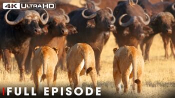 The Most Dangerous Prey in Africa | FULL EPISODE | Wildlife Documentary
