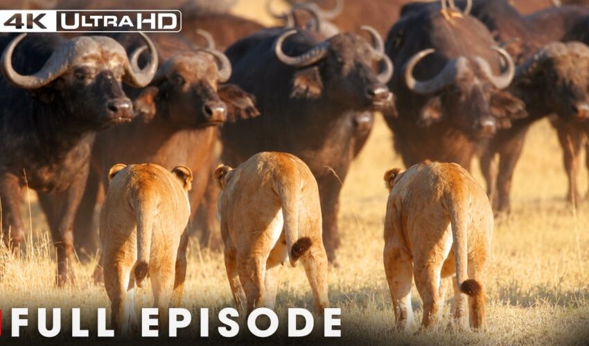 The Most Dangerous Prey in Africa | FULL EPISODE | Wildlife Documentary