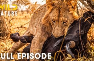 Wild Africa | The Deadliest Battle for Survival (Full Episode) | Wildlife Documentary