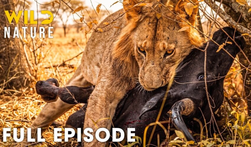 Wild Africa | The Deadliest Battle for Survival (Full Episode) | Wildlife Documentary