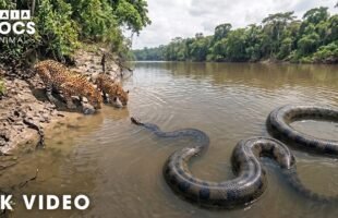 WILD AMAZON | Only the Strongest Predators Will Survive | Nature Animal Documentary