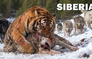 WILD SIBERIA | The Refuge of the Most Brutal Predators | Nature Animal Documentary