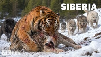 WILD SIBERIA | The Refuge of the Most Brutal Predators | Nature Animal Documentary