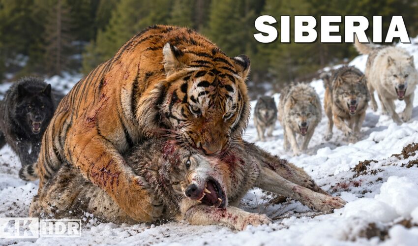WILD SIBERIA | The Refuge of the Most Brutal Predators | Nature Animal Documentary