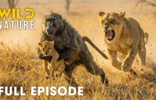Win or Die (FULL EPISODE) | Deadliest Battles for Survival | Animal documentary