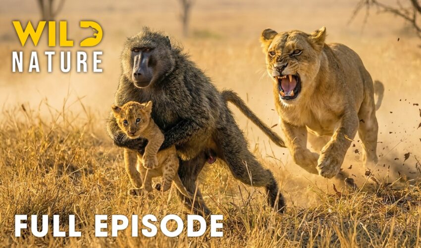 Win or Die (FULL EPISODE) | Deadliest Battles for Survival | Animal documentary