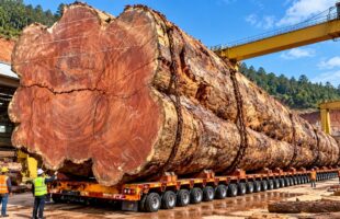AMAZING HEAVY MACHINERY! 100-TON CRANE LIFTS A 3,000-YEAR-OLD GIANT LOG INTO A MASSIVE SAWMILL!