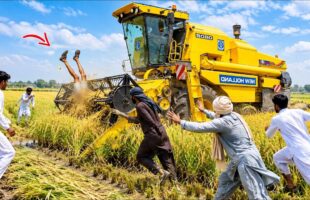 CLASON 8070 COMBINE RICE HARVESTER MACHINE FIELD ACTION & GRAIN UNLOADING TEST | HEAVY DUTY | 4K!