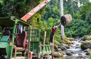 INCREDIBLE HEAVY MACHINERY SKILLS: COLLECTING MASSIVE LOGS!